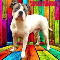 "MEG THA STALLION"  BLUE NOSE, a female American Bully and American Pit Bull Terrier for sale in New York, NY – Photo 9 of 10