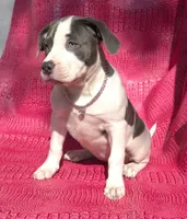 "MEG THA STALLION" LAST 1 LEFT UKC, a female American Bully and American Pit Bull Terrier for sale in Newark, NJ – 5 of 10