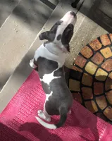 "MEG THA STALLION" LAST 1 LEFT UKC, a female American Bully and American Pit Bull Terrier for sale in Newark, NJ – 8 of 10