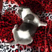 "SNOOP DOGG" BLUE NOSE, a male American Bully for sale in Newark, NJ – Photo 7 of 7