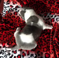 "SNOOP DOGG" BLUE NOSE, a male American Bully for sale in New York, NY – Photo 7 of 7