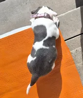 "MEG THA STALLION"  BLUE NOSE, a female American Bully and American Pit Bull Terrier for sale in Newark, NJ – Photo 8 of 10