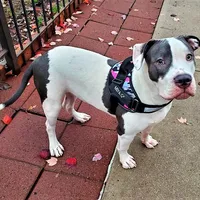 "MEG THA STALLION"  BLUE NOSE, a female American Bully and American Pit Bull Terrier for sale in Newark, NJ – Photo 10 of 10