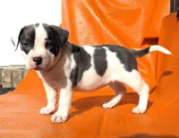 "MEG THA STALLION"  BLUE NOSE, a female American Bully and American Pit Bull Terrier for sale in Newark, NJ – Photo 4 of 10