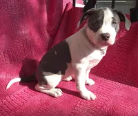 "MEG THA STALLION" LAST 1 LEFT UKC, a female American Bully and American Pit Bull Terrier for sale in Newark, NJ – 3 of 10