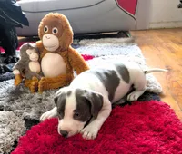 "MEG THA STALLION"  BLUE NOSE, a female American Bully and American Pit Bull Terrier for sale in Newark, NJ – Photo 8 of 10