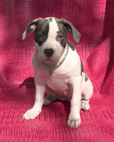 "MEG THA STALLION" LAST 1 LEFT UKC, a female American Bully and American Pit Bull Terrier for sale in Newark, NJ – 1 of 10