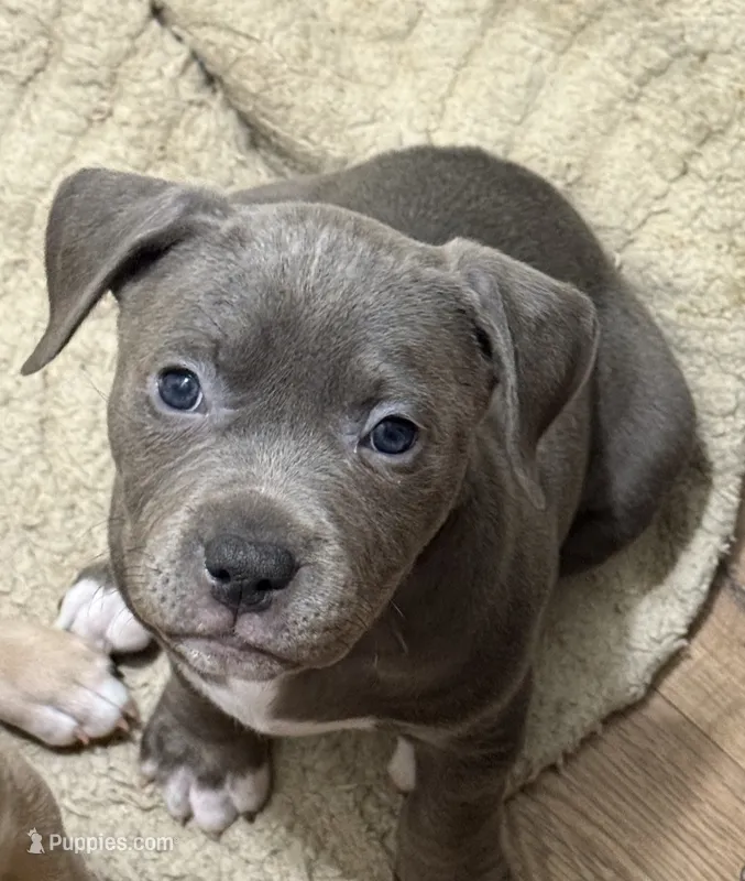 "LIL KIM"  BLUE NOSE