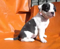 "MEG THA STALLION"  BLUE NOSE, a female American Bully and American Pit Bull Terrier for sale in Newark, NJ – Photo 3 of 10