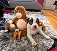 "MEG THA STALLION"  BLUE NOSE, a female American Bully and American Pit Bull Terrier for sale in Newark, NJ – Photo 3 of 10
