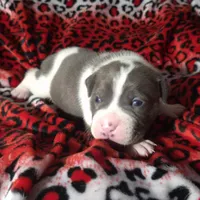 "SNOOP DOGG" BLUE NOSE, a male American Bully for sale in Newark, NJ – Photo 4 of 7
