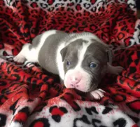 "SNOOP DOGG" BLUE NOSE, a male American Bully for sale in New York, NY – Photo 4 of 7