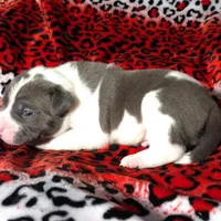 "SNOOP DOGG" BLUE NOSE, a male American Bully for sale in Newark, NJ – Photo 6 of 7