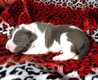 "SNOOP DOGG" BLUE NOSE, a male American Bully for sale in New York, NY – Photo 6 of 7