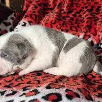 "MEG THA STALLION"  BLUE NOSE, a female American Bully and American Pit Bull Terrier for sale in Newark, NJ – Photo 5 of 10