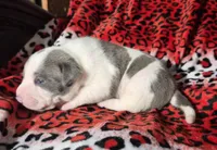 "MEG THA STALLION"  BLUE NOSE, a female American Bully and American Pit Bull Terrier for sale in New York, NY – Photo 5 of 10