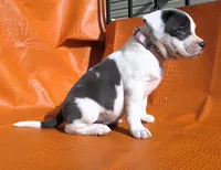 "MEG THA STALLION"  BLUE NOSE, a female American Bully and American Pit Bull Terrier for sale in Newark, NJ – Photo 7 of 10