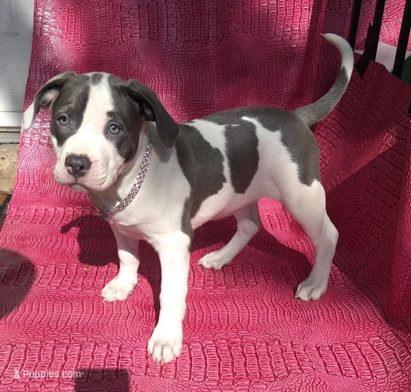 "MEG THA STALLION" LAST 1 LEFT UKC – American Bully, American Pit Bull Terrier puppy for sale in Newark, NJ