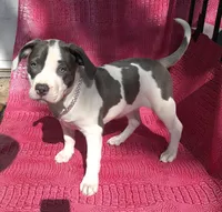 "MEG THA STALLION" LAST 1 LEFT UKC, a female American Bully and American Pit Bull Terrier for sale in Newark, NJ – 2 of 10