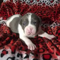 "SNOOP DOGG" BLUE NOSE, a male American Bully for sale in Newark, NJ – Photo 3 of 7