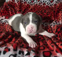 "SNOOP DOGG" BLUE NOSE, a male American Bully for sale in New York, NY – Photo 3 of 7