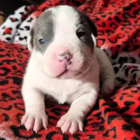 "MEG THA STALLION"  BLUE NOSE, a female American Bully and American Pit Bull Terrier for sale in Newark, NJ – Photo 1 of 10