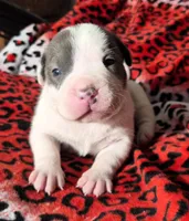 "MEG THA STALLION"  BLUE NOSE, a female American Bully and American Pit Bull Terrier for sale in New York, NY – Photo 1 of 10