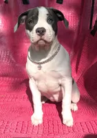 "MEG THA STALLION" LAST 1 LEFT UKC, a female American Bully and American Pit Bull Terrier for sale in Newark, NJ – 7 of 10
