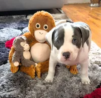 "MEG THA STALLION"  BLUE NOSE, a female American Bully and American Pit Bull Terrier for sale in Newark, NJ – Photo 5 of 10