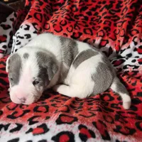 "MEG THA STALLION"  BLUE NOSE, a female American Bully and American Pit Bull Terrier for sale in Newark, NJ – Photo 2 of 10