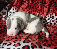 "MEG THA STALLION"  BLUE NOSE, a female American Bully and American Pit Bull Terrier for sale in New York, NY – Photo 2 of 10