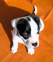 "MEG THA STALLION"  BLUE NOSE, a female American Bully and American Pit Bull Terrier for sale in Newark, NJ – Photo 5 of 10