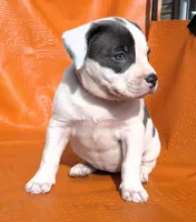 "MEG THA STALLION"  BLUE NOSE, a female American Bully and American Pit Bull Terrier for sale in Newark, NJ – Photo 6 of 10