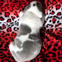 "MEG THA STALLION"  BLUE NOSE, a female American Bully and American Pit Bull Terrier for sale in Newark, NJ – Photo 8 of 10