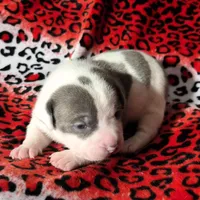 "MEG THA STALLION"  BLUE NOSE, a female American Bully and American Pit Bull Terrier for sale in Newark, NJ – Photo 3 of 10