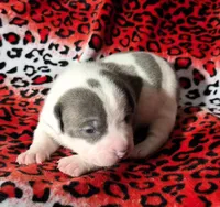 "MEG THA STALLION"  BLUE NOSE, a female American Bully and American Pit Bull Terrier for sale in New York, NY – Photo 3 of 10