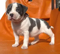 "MEG THA STALLION"  BLUE NOSE, a female American Bully and American Pit Bull Terrier for sale in Newark, NJ – Photo 1 of 10