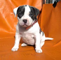 "MEG THA STALLION"  BLUE NOSE, a female American Bully and American Pit Bull Terrier for sale in Newark, NJ – Photo 2 of 10