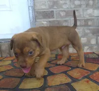 "SNOOP DOGG" LILAC TRI COLOR BLUE EYES, a male American Bully for sale in Newark, NJ – 6 of 8