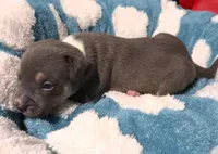 "MICHAEL JACKSON" BLUE NOSE TRI COLOR, a male American Bully and American Pit Bull Terrier for sale in Newark, NJ – 3 of 9