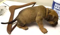 "SNOOP DOGG" LILAC TRI COLOR, a male American Bully for sale in Newark, NJ – 3 of 5