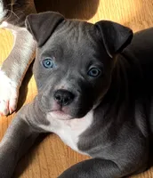 "AALIYAH", a female American Bully and American Pit Bull Terrier for sale in Newark, NJ – 7 of 10