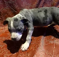 "SZA" MERLE BLUE NOSE, a female American Bully for sale in Newark, NJ – 3 of 6