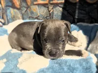 "DMX" BLUE NOSE / BLUE EYES, a male American Bully and American Pit Bull Terrier for sale in Newark, NJ – 2 of 10