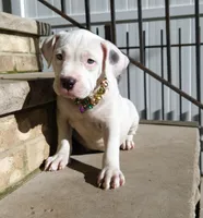 "MARILYN MONROE"  WHITE MERLE, a female American Bully and American Pit Bull Terrier for sale in Newark, NJ – 5 of 10