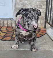 "LAURYN HILL" BLUE MERLE TRI, a female American Bully for sale in Newark, NJ – 9 of 10