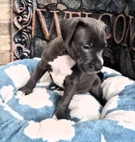 "DMX" (LAST 1) BLUE NOSE / BLUE EYES, a male American Bully and American Pit Bull Terrier for sale in Newark, NJ – 4 of 9
