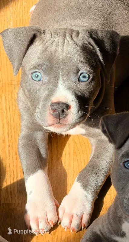"AALIYAH" – American Bully, American Pit Bull Terrier puppy for sale in Newark, NJ