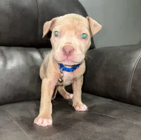 "LIL KIM" LILAC MERLE, a female American Bully and American Pit Bull Terrier for sale in Newark, NJ – 5 of 5