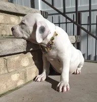 "MARILYN MONROE"  WHITE MERLE, a female American Bully and American Pit Bull Terrier for sale in Newark, NJ – 7 of 10